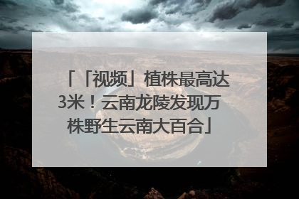 「视频」植株最高达3米！云南龙陵发现万株野生云南大百合