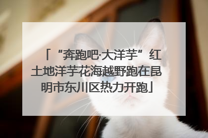 “奔跑吧·大洋芋”红土地洋芋花海越野跑在昆明市东川区热力开跑