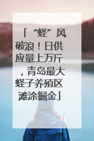 “蛏”风破浪！日供应量上万斤，青岛最大蛏子养殖区滩涂掘金