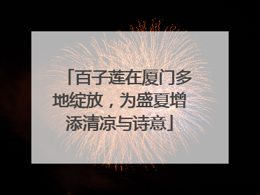 百子莲在厦门多地绽放，为盛夏增添清凉与诗意