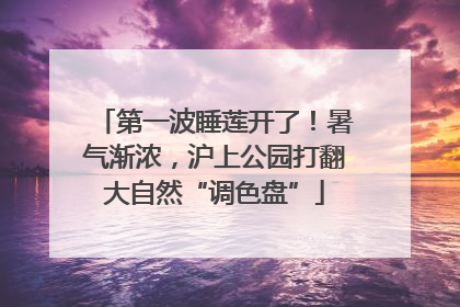 第一波睡莲开了！暑气渐浓，沪上公园打翻大自然“调色盘”