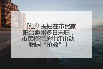 红隼夫妇在市民家阳台孵蛋多日未归，市民将蛋送往红山动物园“抢救”