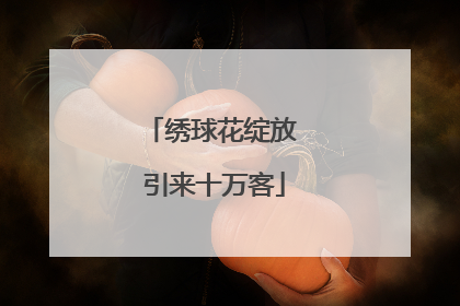 绣球花绽放 引来十万客