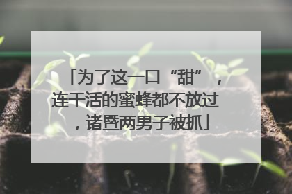 为了这一口“甜”，连干活的蜜蜂都不放过，诸暨两男子被抓