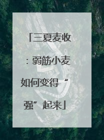 三夏麦收：弱筋小麦如何变得“强”起来