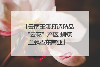 云南玉溪打造精品“云花”产区 蝴蝶兰飘香东南亚