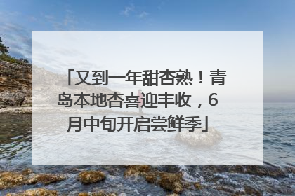 又到一年甜杏熟！青岛本地杏喜迎丰收，6月中旬开启尝鲜季