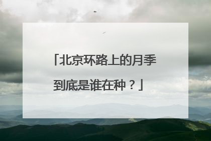 北京环路上的月季到底是谁在种？