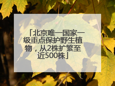 北京唯一国家一级重点保护野生植物，从2株扩繁至近500株