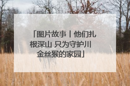 图片故事丨他们扎根深山 只为守护川金丝猴的家园
