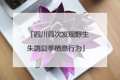 四川首次发现野生朱鹮夏季栖息行为