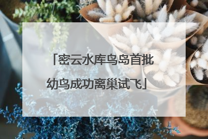 密云水库鸟岛首批幼鸟成功离巢试飞