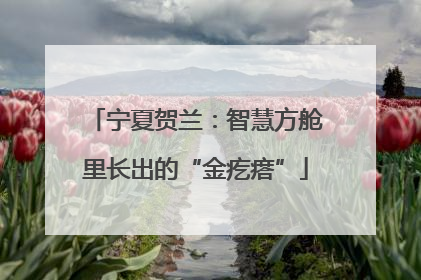 宁夏贺兰：智慧方舱里长出的“金疙瘩”