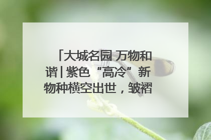 大城名园 万物和谐│紫色“高冷”新物种横空出世，皱褶叶片暗藏进化密码