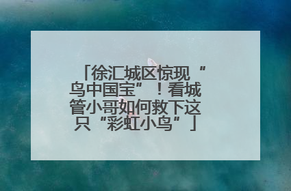 徐汇城区惊现“鸟中国宝”！看城管小哥如何救下这只“彩虹小鸟”