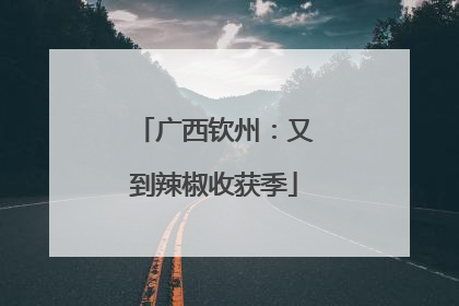 广西钦州：又到辣椒收获季