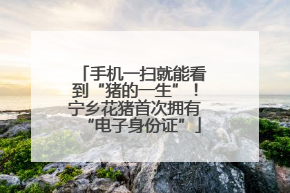 手机一扫就能看到“猪的一生”！宁乡花猪首次拥有“电子身份证”