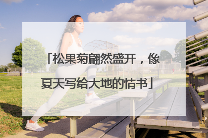 松果菊翩然盛开，像夏天写给大地的情书