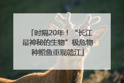 时隔20年！“长江最神秘的生物”极危物种鳤鱼重现赣江