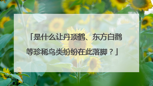 是什么让丹顶鹤、东方白鹳等珍稀鸟类纷纷在此落脚？