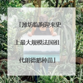 潍坊临朐迎来史上最大规模法国祖代朗德鹅种苗