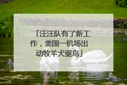 汪汪队有了新工作，美国一机场出动牧羊犬驱鸟