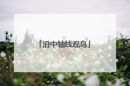 沿中轴线观鸟
