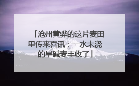 沧州黄骅的这片麦田里传来喜讯：一水未浇的旱碱麦丰收了