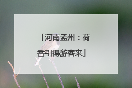 河南孟州：荷香引得游客来