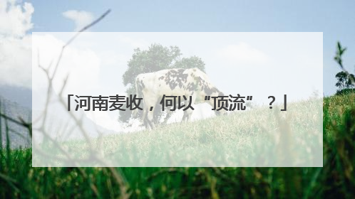 河南麦收，何以“顶流”？