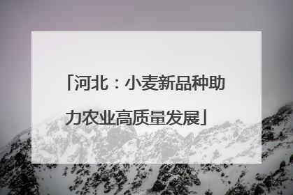 河北：小麦新品种助力农业高质量发展