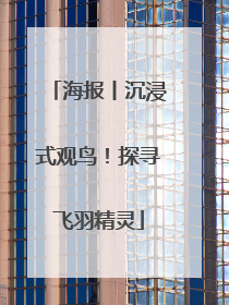 海报丨沉浸式观鸟！探寻飞羽精灵