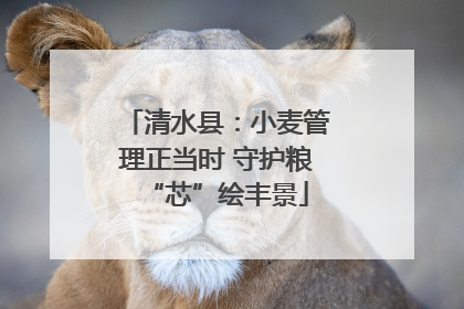 清水县：小麦管理正当时 守护粮“芯”绘丰景