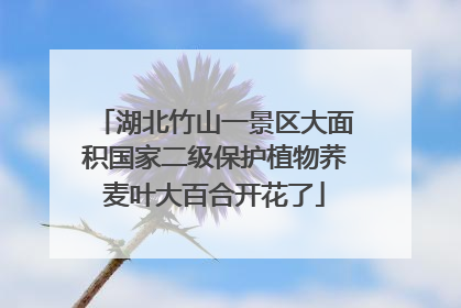 湖北竹山一景区大面积国家二级保护植物荞麦叶大百合开花了