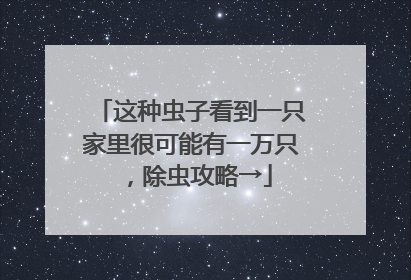这种虫子看到一只家里很可能有一万只，除虫攻略→