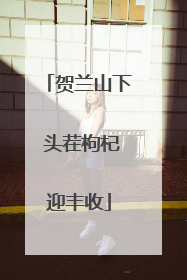 贺兰山下 头茬枸杞迎丰收