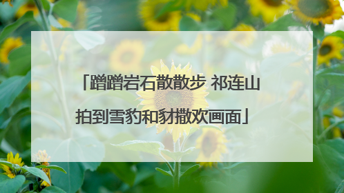 蹭蹭岩石散散步 祁连山拍到雪豹和豺撒欢画面