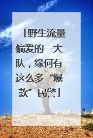 野生流量偏爱的一大队，缘何有这么多“爆款”民警