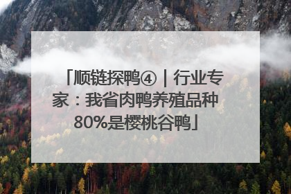 顺链探鸭④｜行业专家：我省肉鸭养殖品种80%是樱桃谷鸭
