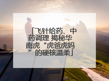 飞针给药、中药调理 揭秘华南虎“虎爸虎妈”的硬核温柔
