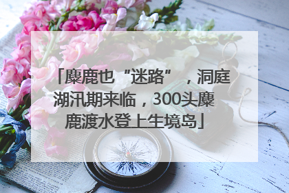 麋鹿也“迷路”，洞庭湖汛期来临，300头麋鹿渡水登上生境岛