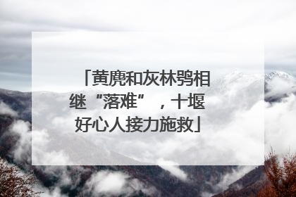 黄麂和灰林鸮相继“落难”，十堰好心人接力施救