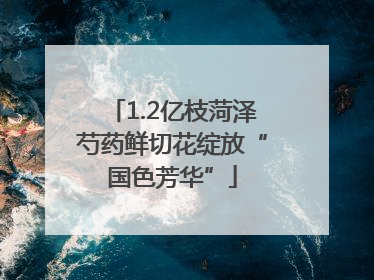 1.2亿枝菏泽芍药鲜切花绽放“国色芳华”